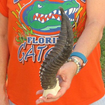  B-Grade Male Springbok Skull Plate with 11-1/4" Horns
