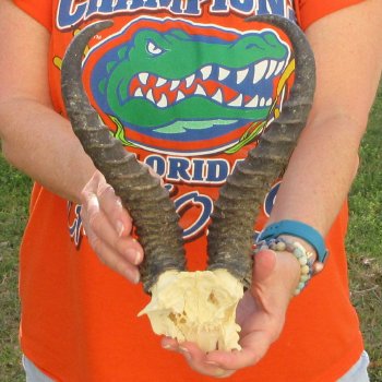  B-Grade Male Springbok Skull Plate with 11-1/4" Horns