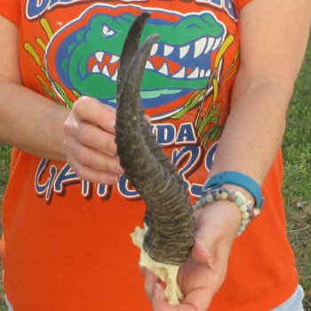  B-Grade Male Springbok Skull Plate with 11-1/4" Horns