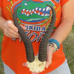 B-Grade Male Spring...