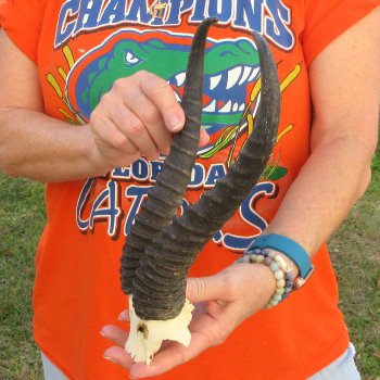  B-Grade Male Springbok Skull Plate with 11-3/4" Horns