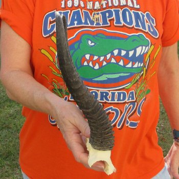  B-Grade Male Springbok Skull Plate with 11-3/4" Horns