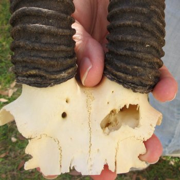  B-Grade Male Springbok Skull Plate with 11-3/4" Horns