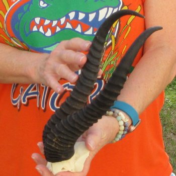  B-Grade Male Springbok Skull Plate with 11-3/4" Horns