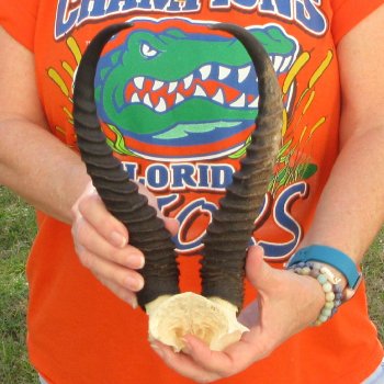  B-Grade Male Springbok Skull Plate with 11-3/4" Horns