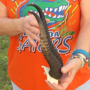  B-Grade Male Springbok Skull Plate with 11-3/4" Horns