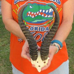 B-Grade Male Spring...