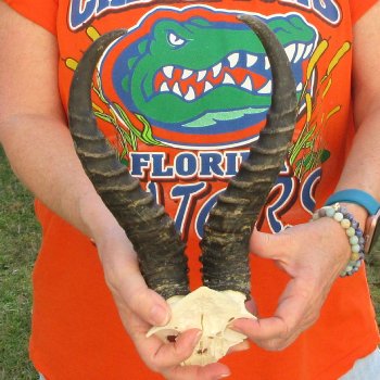  B-Grade Male Springbok Skull Plate with 11-1/2" Horns