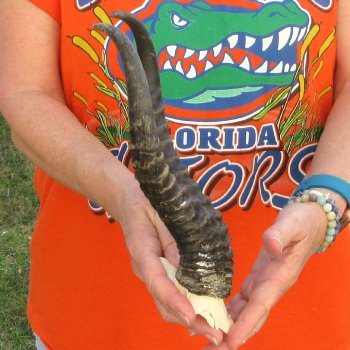  B-Grade Male Springbok Skull Plate with 11-1/2" Horns