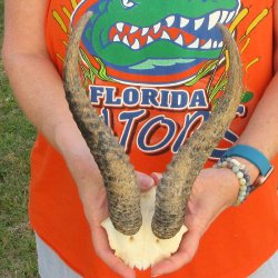 B-Grade Male Spring...