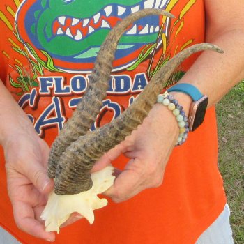  B-Grade Male Springbok Skull Plate with 11" Horns
