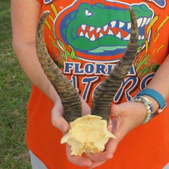 B-Grade Male Springbok Skull Plate with 11" Horns