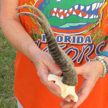  B-Grade Male Springbok Skull Plate with 11" Horns
