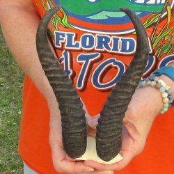 B-Grade Male Spring...