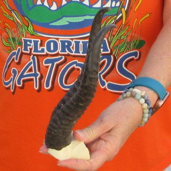  B-Grade Male Springbok Skull Plate with 9-3/4" Horns