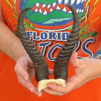  B-Grade Male Springbok Skull Plate with 9-3/4" Horns