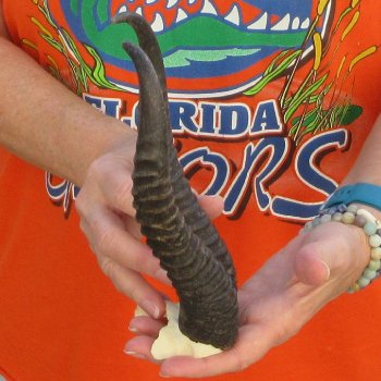  B-Grade Male Springbok Skull Plate with 9-3/4" Horns
