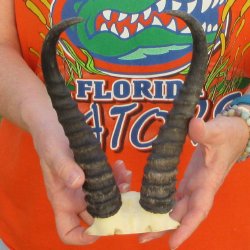 B-Grade Male Spring...