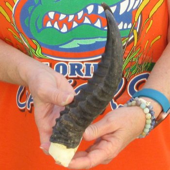  B-Grade Male Springbok Skull Plate with 9-1/2" Horns