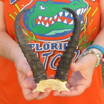  B-Grade Male Springbok Skull Plate with 9-1/2" Horns