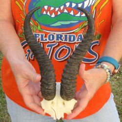 B-Grade Male Spring...