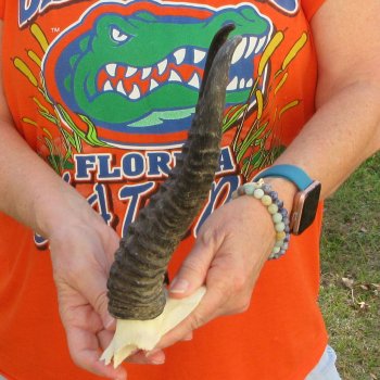  B-Grade Male Springbok Skull Plate with 10-1/4" Horns