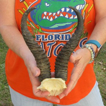  B-Grade Male Springbok Skull Plate with 10-1/4" Horns