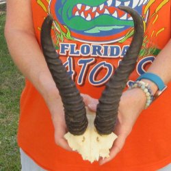 B-Grade Male Spring...