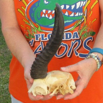  B-Grade Male Springbok Skull Plate with 10" & 11-1/4" Horns