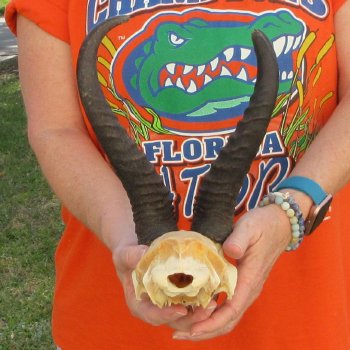  B-Grade Male Springbok Skull Plate with 10" & 11-1/4" Horns