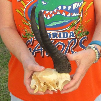  B-Grade Male Springbok Skull Plate with 10" & 11-1/4" Horns