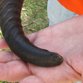  B-Grade Male Springbok Skull Plate with 10" & 11-1/4" Horns
