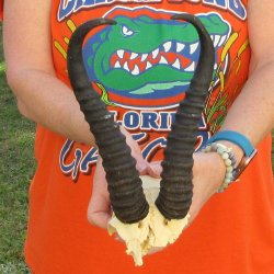 B-Grade Male Spring...