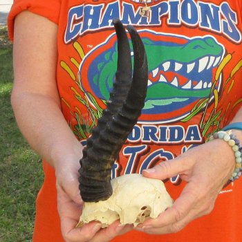  B-Grade Male Springbok Skull Plate with 11-3/4" Horns
