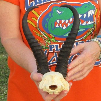  B-Grade Male Springbok Skull Plate with 11-3/4" Horns