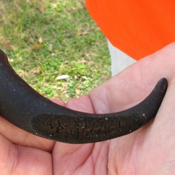  B-Grade Male Springbok Skull Plate with 11-3/4" Horns