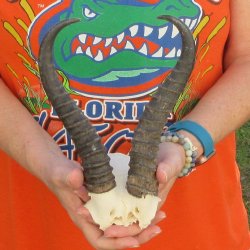 B-Grade Male Spring...