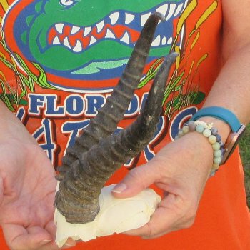  B-Grade Male Springbok Skull Plate with 9-1/2" Horns