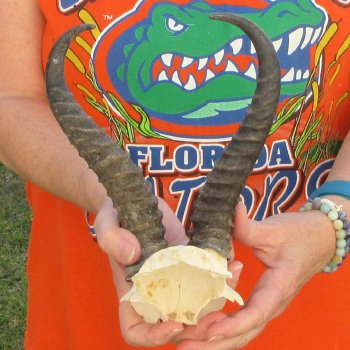  B-Grade Male Springbok Skull Plate with 9-1/2" Horns