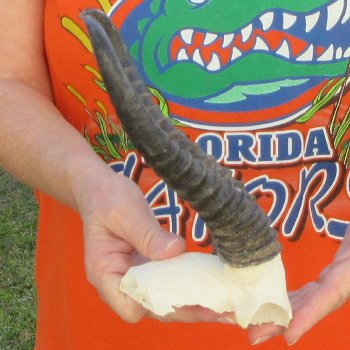 B-Grade Male Springbok Skull Plate with 9-1/2" Horns