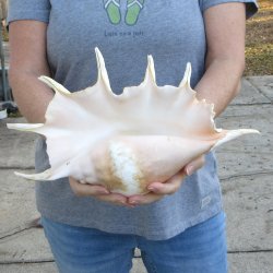  14" Giant Spider Conch 