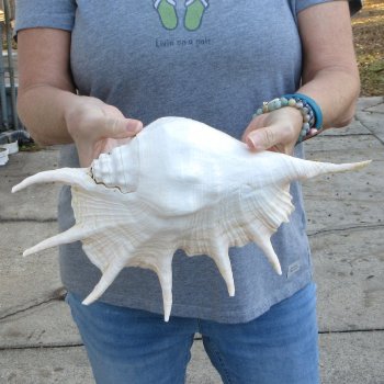  14" Giant Spider Conch 