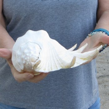  14" Giant Spider Conch 