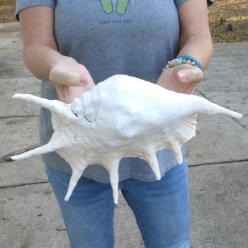  14" Giant Spider Conch 