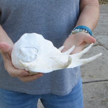  14" Giant Spider Conch 