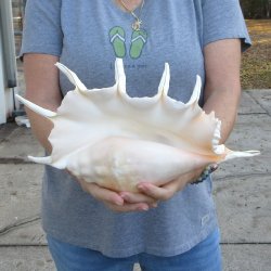 14" Giant Spider Conch 
