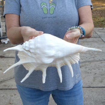  14" Giant Spider Conch 