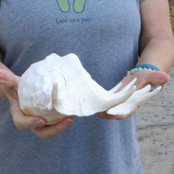 14" Giant Spider Conch 
