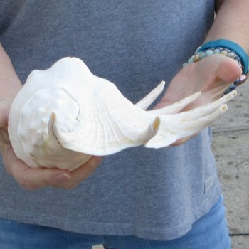  14" Giant Spider Conch 