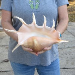 13" Giant Spider Conch